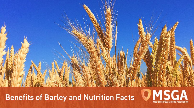 Benefits of Barley and Nutrition Facts