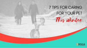 7 Tips For Caring For Your Pet This Winter
